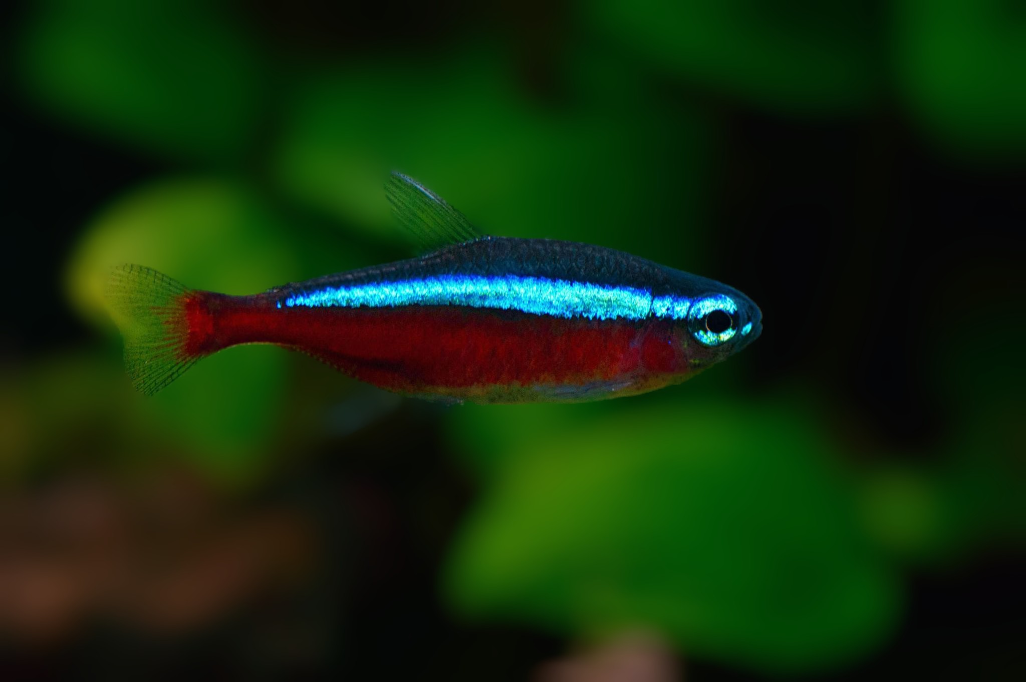 Cardinal Tetra